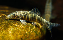 Zebra Loach