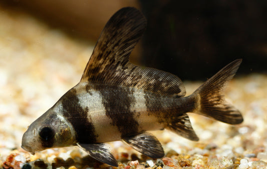 Chinese Hi Fin Banded Shark-3-5"