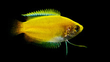 Sunset Gold Honey Gourami