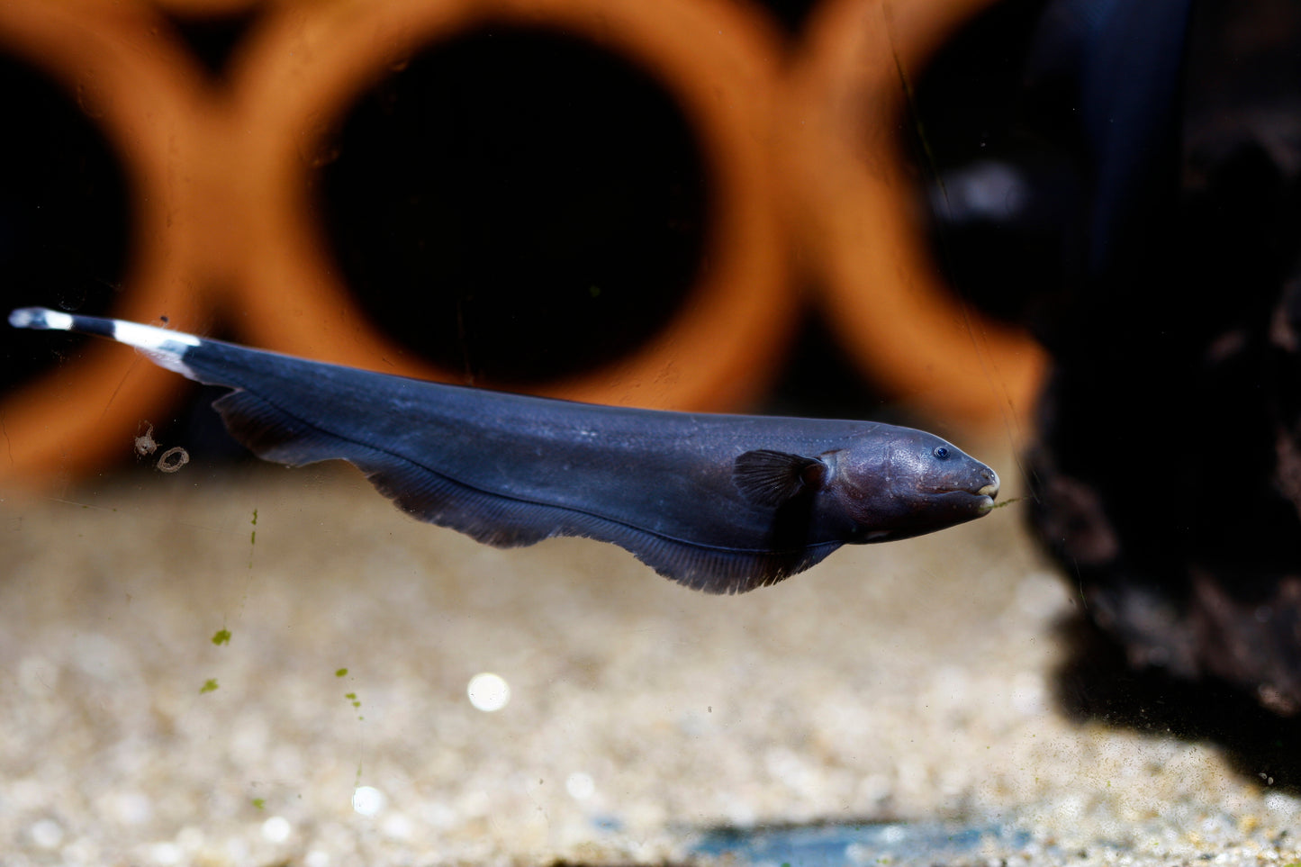 Black Ghost Knifefish-3-5"
