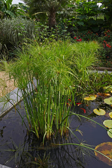 Dwarf Papyrus - 4" Pot