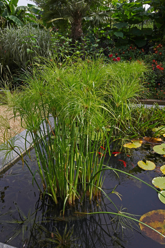 Dwarf Papyrus - 4" Pot