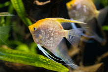 Gold Angelfish-XXL