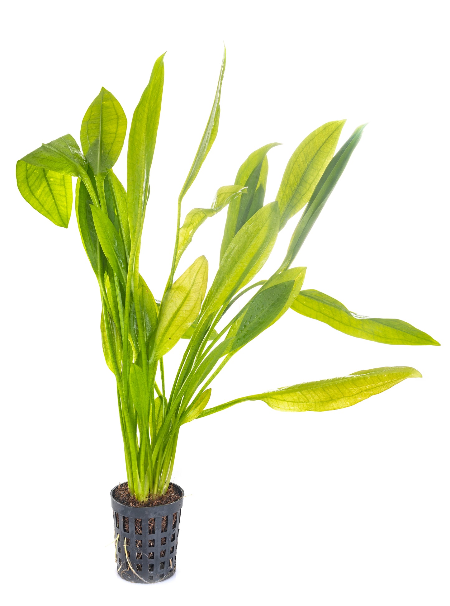 Amazon Sword 'Compacta'