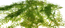 Christmas Moss