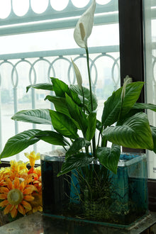 Peace Lilly