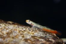 Red Lipstick Goby