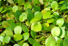 American Frogbit - XL