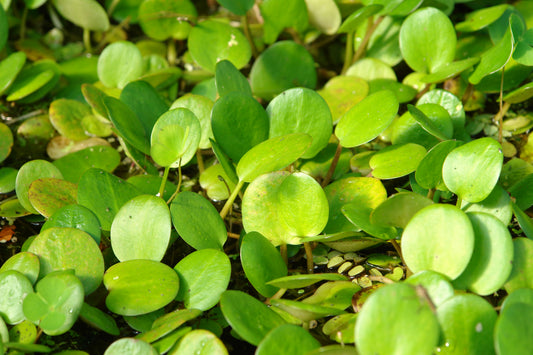 American Frogbit - XL