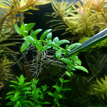 Staurogyne Repens-Pot