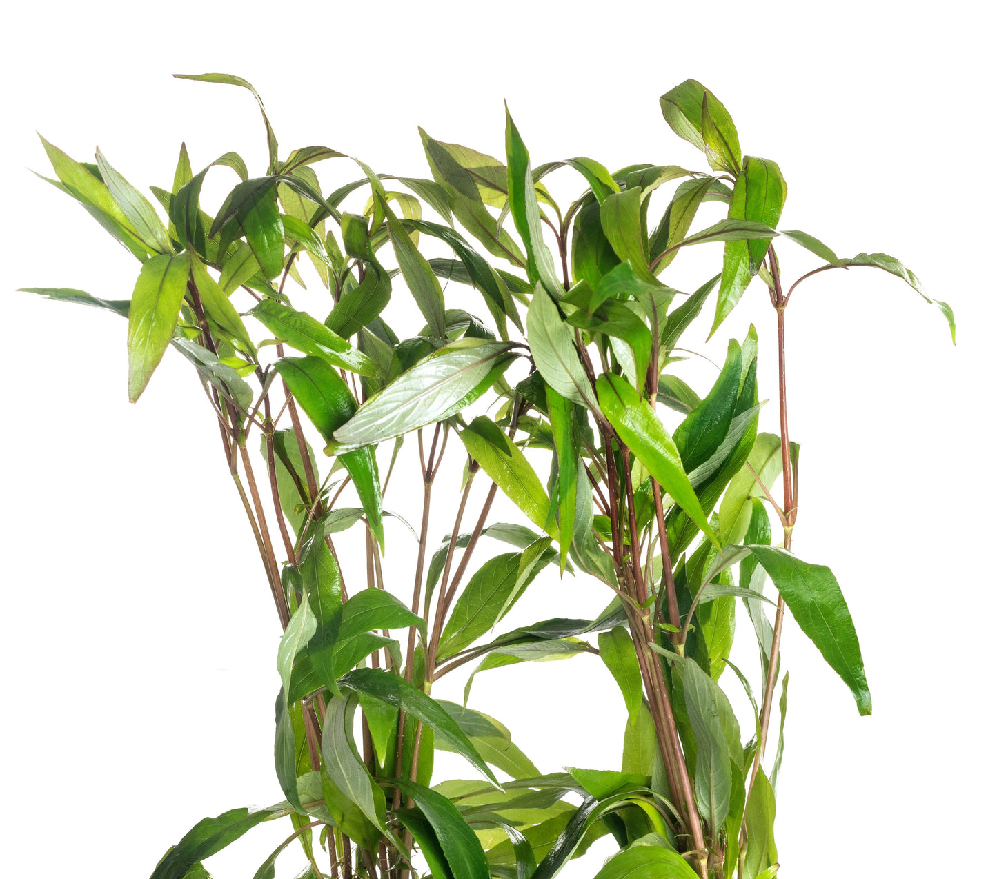 Hygrophila Corymbosa