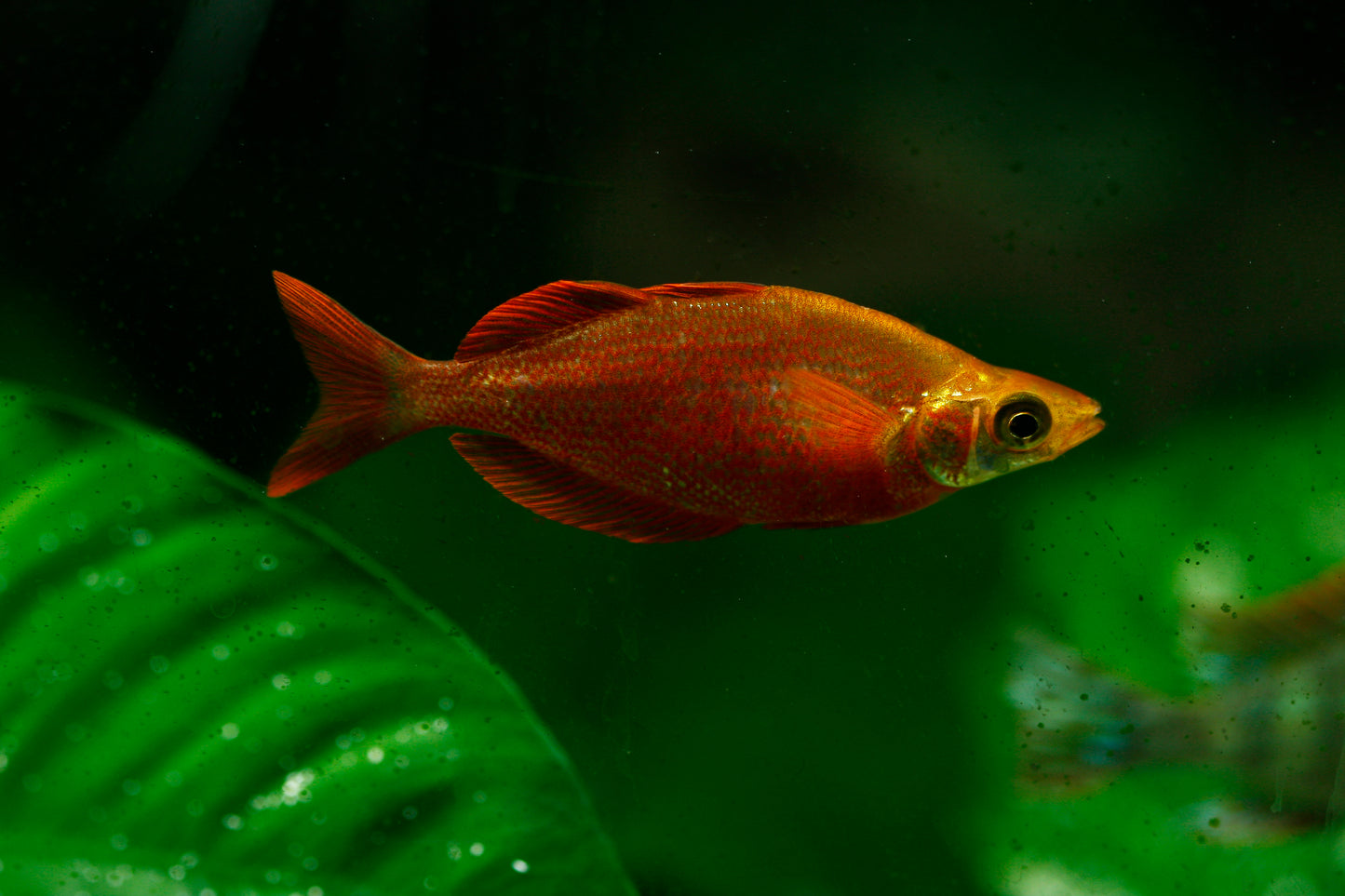 Millenium Rainbows-M/L