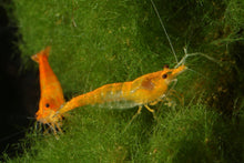 Orange Sakura Shrimp