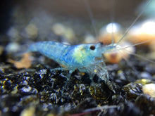 Blue Jelly Shrimp 5 Pack