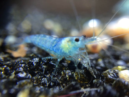 Blue Jelly Shrimp 5 Pack