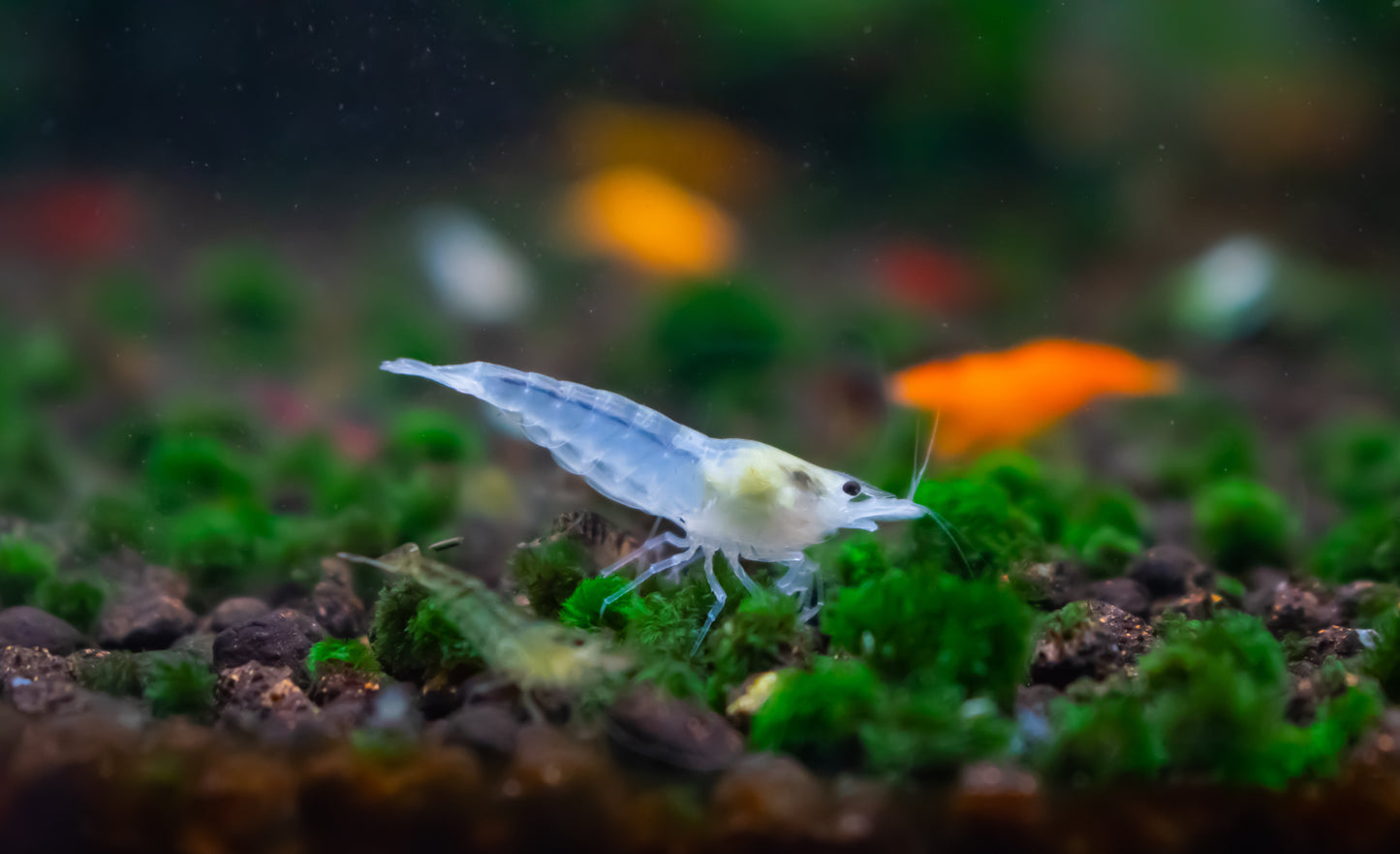 Neocaridina Shrimp Starter Pack