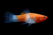 Red and White Swordtail