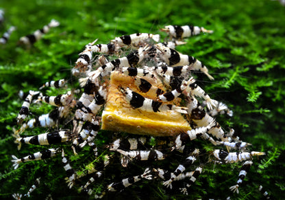Crystal Black Shrimp