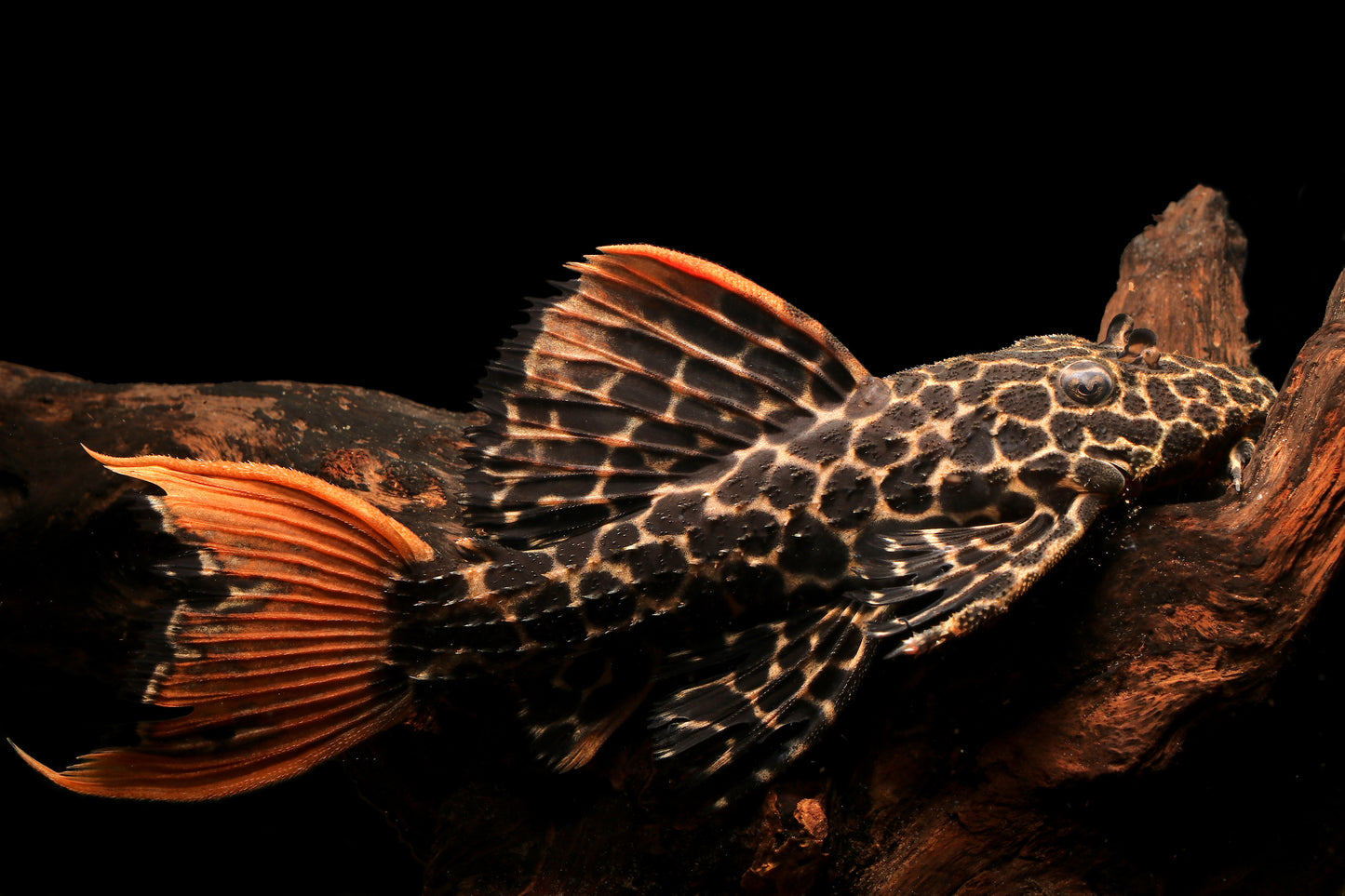 L114 Leopard Cactus Pleco-2-2.5"