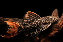 L114 Leopard Cactus Pleco-2-2.5"