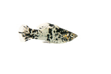 Dalmation Mollies-S Locally Bred