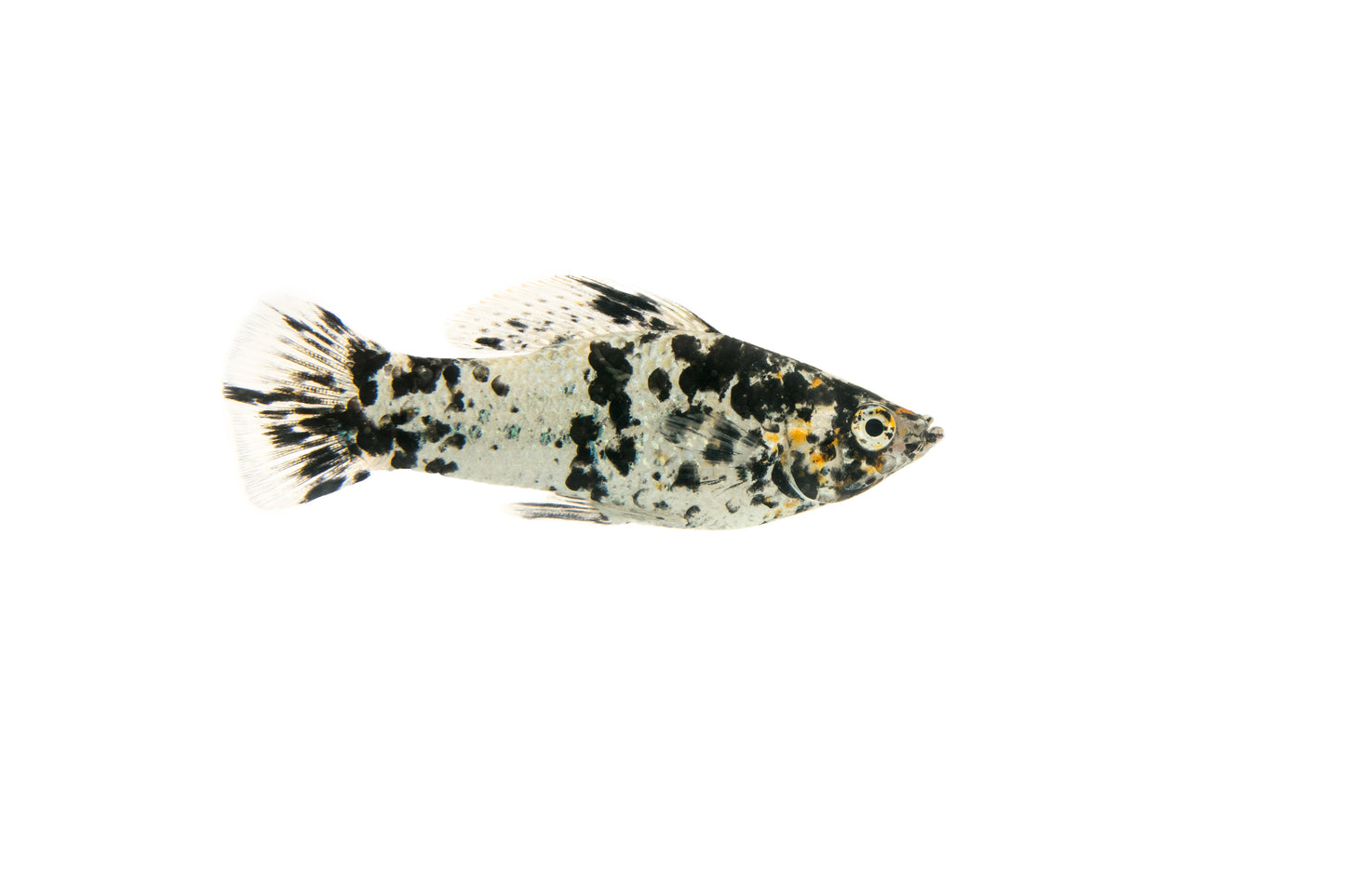 Dalmation Mollies-S Locally Bred