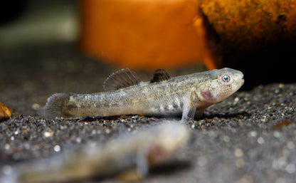 Desert Goby
