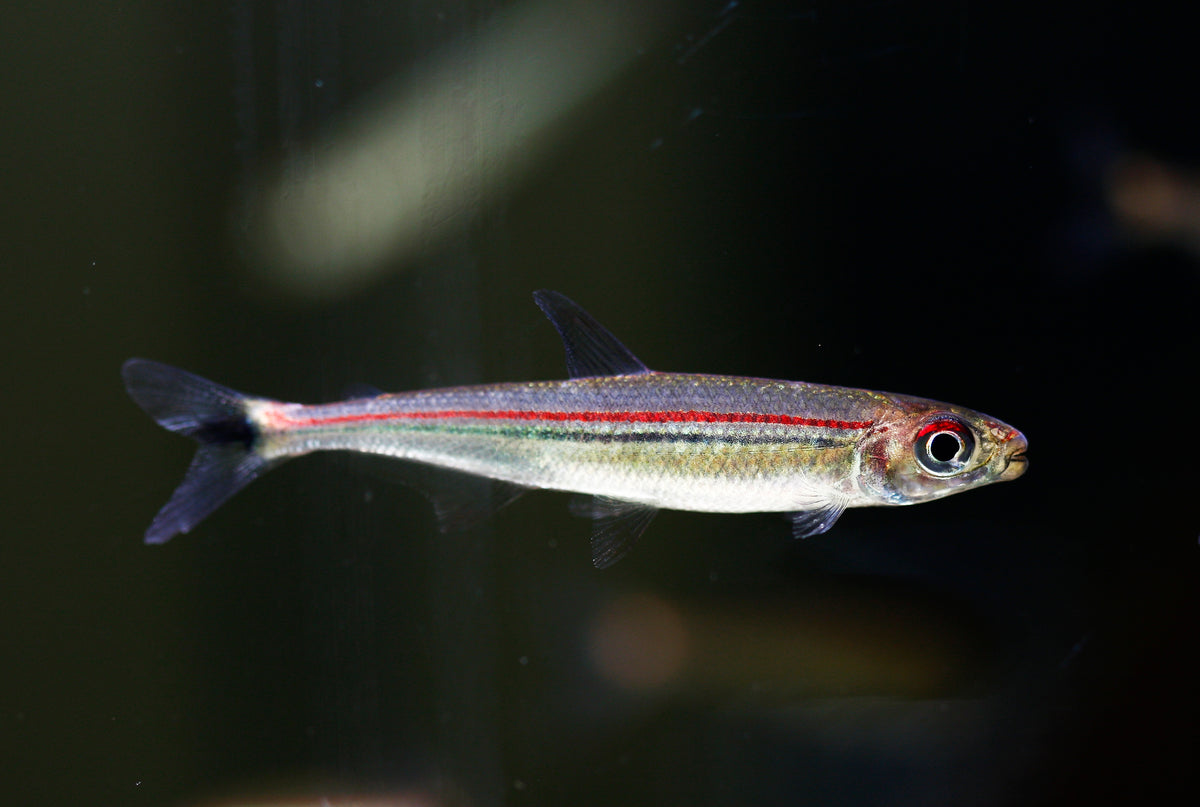 Red Line Lizard Tetra