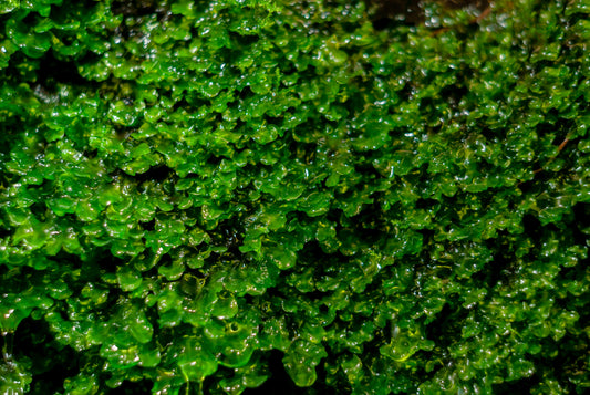 Pelia Moss aka Subwassertang
