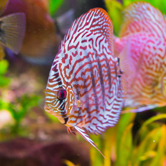 Red Turquios Discus-3"