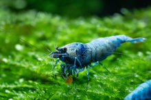 Blue Bolt Shrimp
