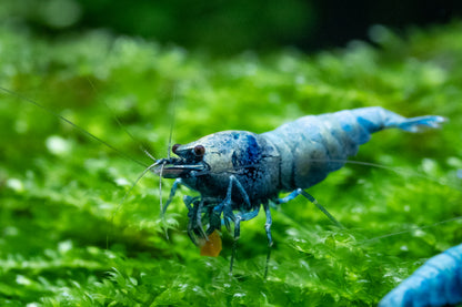 Blue Bolt Shrimp