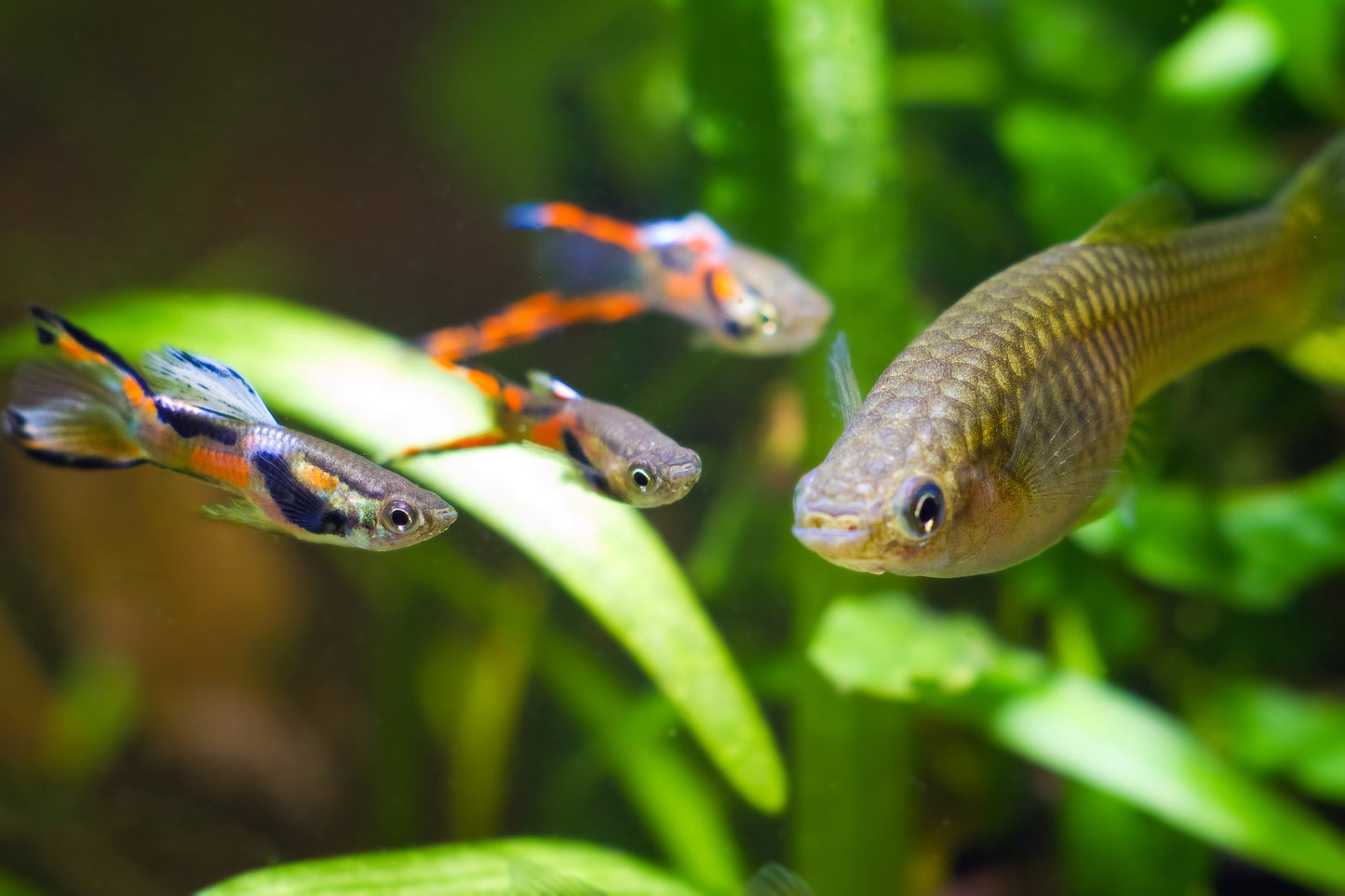 Black Bar Endler's Livebearer PAIR