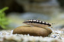 Dwarf Chain Loach