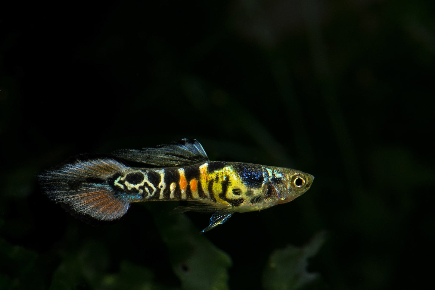 Tiger Spadetail Endler's Livebearer PAIR