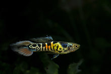 Tiger Spadetail Endler's Livebearer PAIR