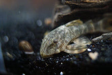 Clown Pleco