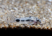Salt and Pepper Pygmy Cory