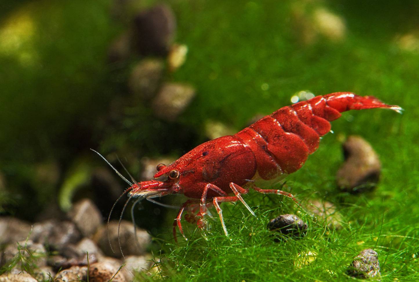 Neocaridina Shrimp Starter Pack