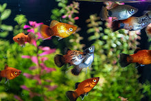 Assorted Platies-S