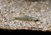 Lake Inle Loach