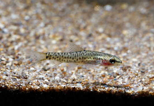 Lake Inle Loach