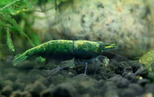 Green Diamond Shrimp
