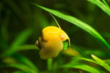 Gold Mystery Snail