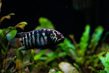 Ivanacara Bimiculata UNSEXED