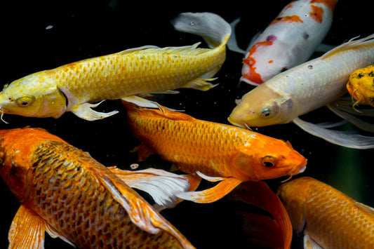 Koi-Butterfly