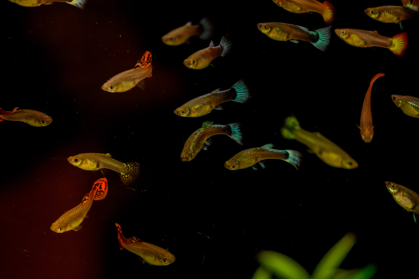 Assorted Female Guppy