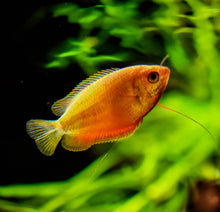 Red Gold Honey Gourami
