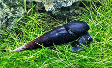 Black Devil Spike Snail