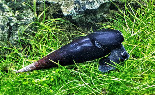 Black Devil Spike Snail